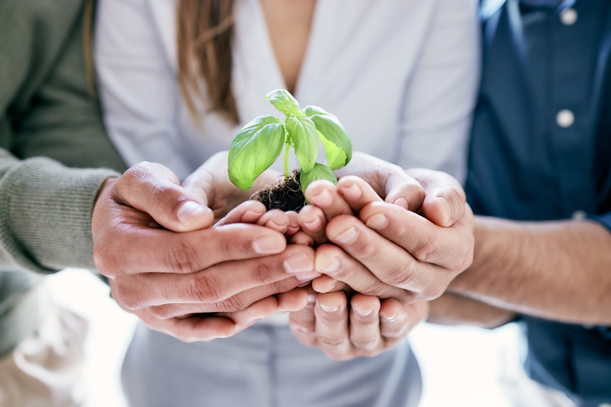 Employees holding a sprout together in their hands